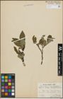 Foto von Salix hastata L.